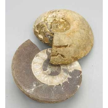 Ammonite Fossil Pair, Set of 2, 0.8-2 Inches