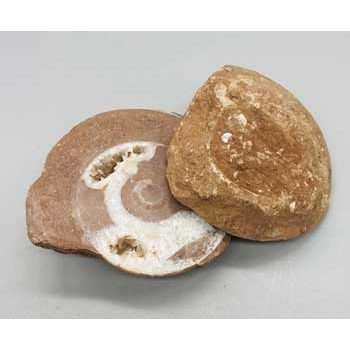Ammonite Fossil Pair, Set of 2, 0.1-0.6 lb