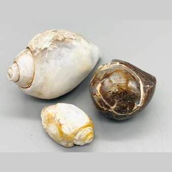 Snail Shell specimen