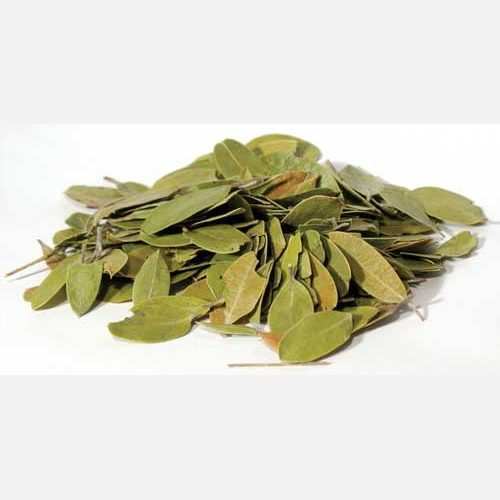 Bearberry Mexican Uva Ursi whole leaf 1oz wild crafted for spiritual use