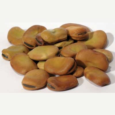 1 Lb Mojo Wish Beans Vicia faba