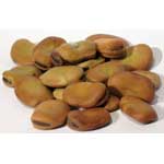 Mojo Wish Bean 1 oz 1618 gold (Vicia faba)