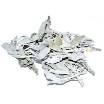 White Sage 1oz Salvia Apiana