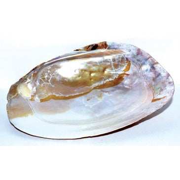 6" Shell incense Burner