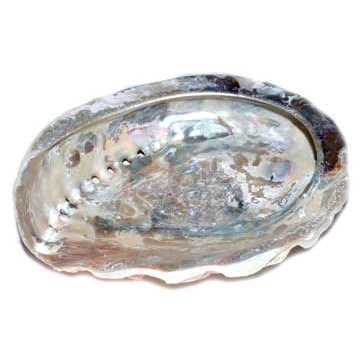 4" Abalone Shell incense burner limited quanity