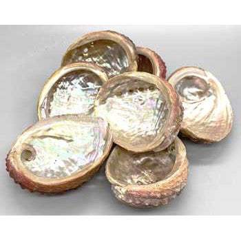 Iridescent abalone shell incense burner for spiritual cleansing and protection, 3-4 inches