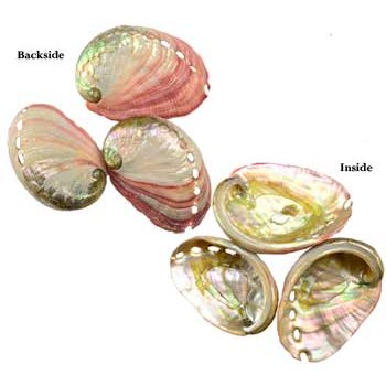 2" - 3" Abalone Shell incense burner