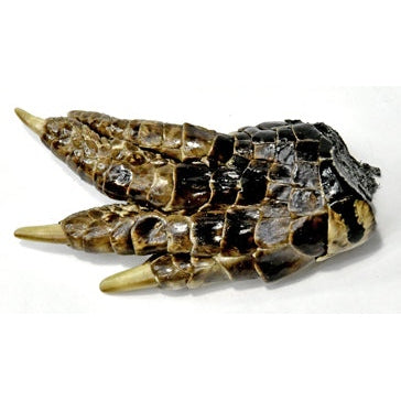 Alligator Feet small
