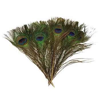 set of 100 Peacock feather