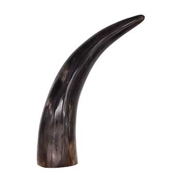 Polished Cattle Horn End, 9"