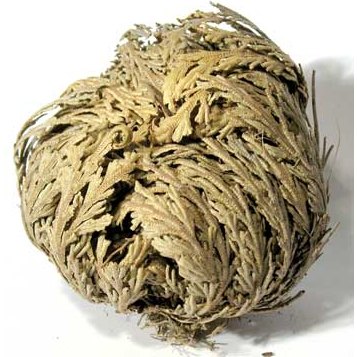 Jericho Flowers 1 flower Selaginella lepidophylla