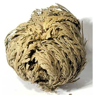 6 pk Jericho Flowers Selaginella lepidophylla