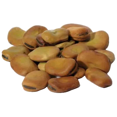 Mojo Wish Bean 2oz Vicia faba