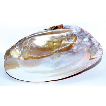 6" Shell incense Burner