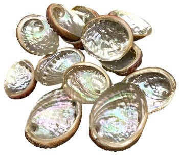 (pack of 100) 2" - 3" Abalone Shell incense burner