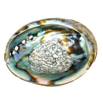 Iridescent Abalone Shell Incense Burner for spiritual cleansing and empath protection, 3 to 4 inches