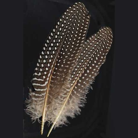 Guinea Hen Wing feather