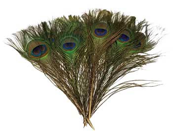 (set of 100) Peacock feather