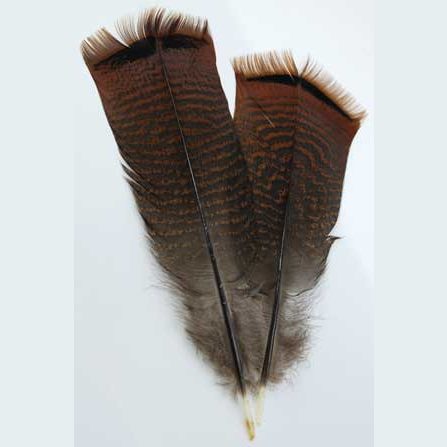 Bronze Pre-tail Turkey feather