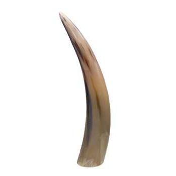 Polished Cattle Horn Altar Decor, 12"