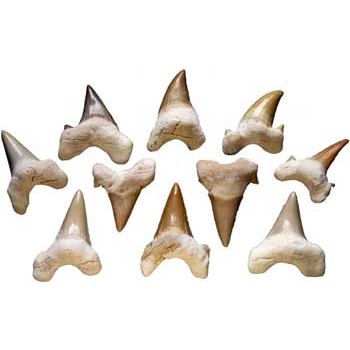 Shark Teeth