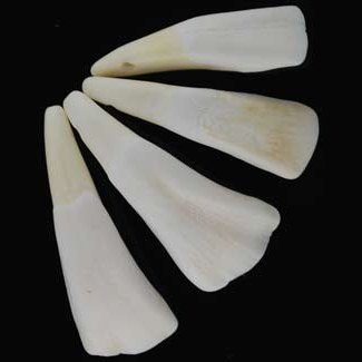 Water Buffalo Tooth