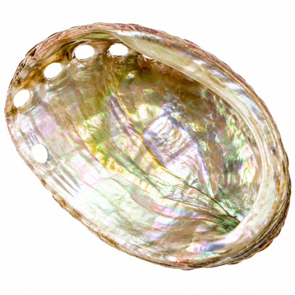 Abalone shell detail review draft