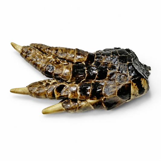 Alligator foot charm on white