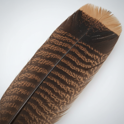 Bronze Turkey Tail Feather, Single, detail view