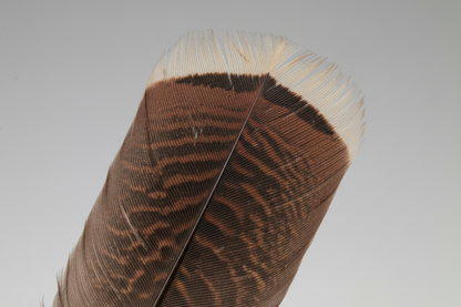 Bronze Pre-Tail Turkey Feather, Single, shown in use