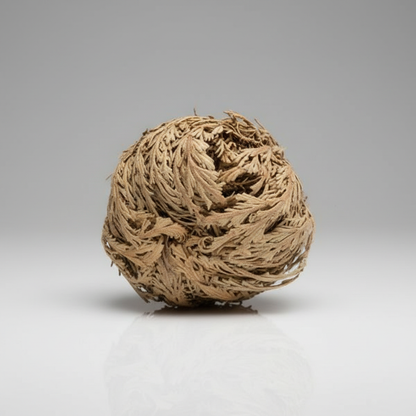 A highly detailed, photorealistic close-up of the Jericho Flowers (Selaginella lepidophylla) set against a smooth, neutral studio background, illuminated by softbox lighting that highlights its intricate textures and deep green, slightly wrinkled leaf surf