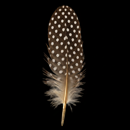 Guinea Hen Wing Feather, detail view