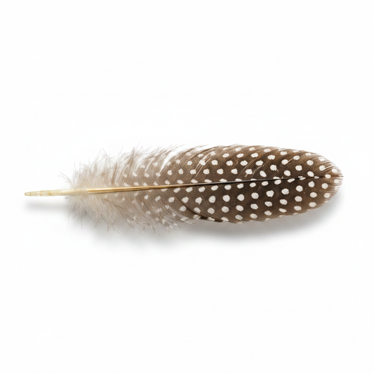 Guinea Hen Wing Feather