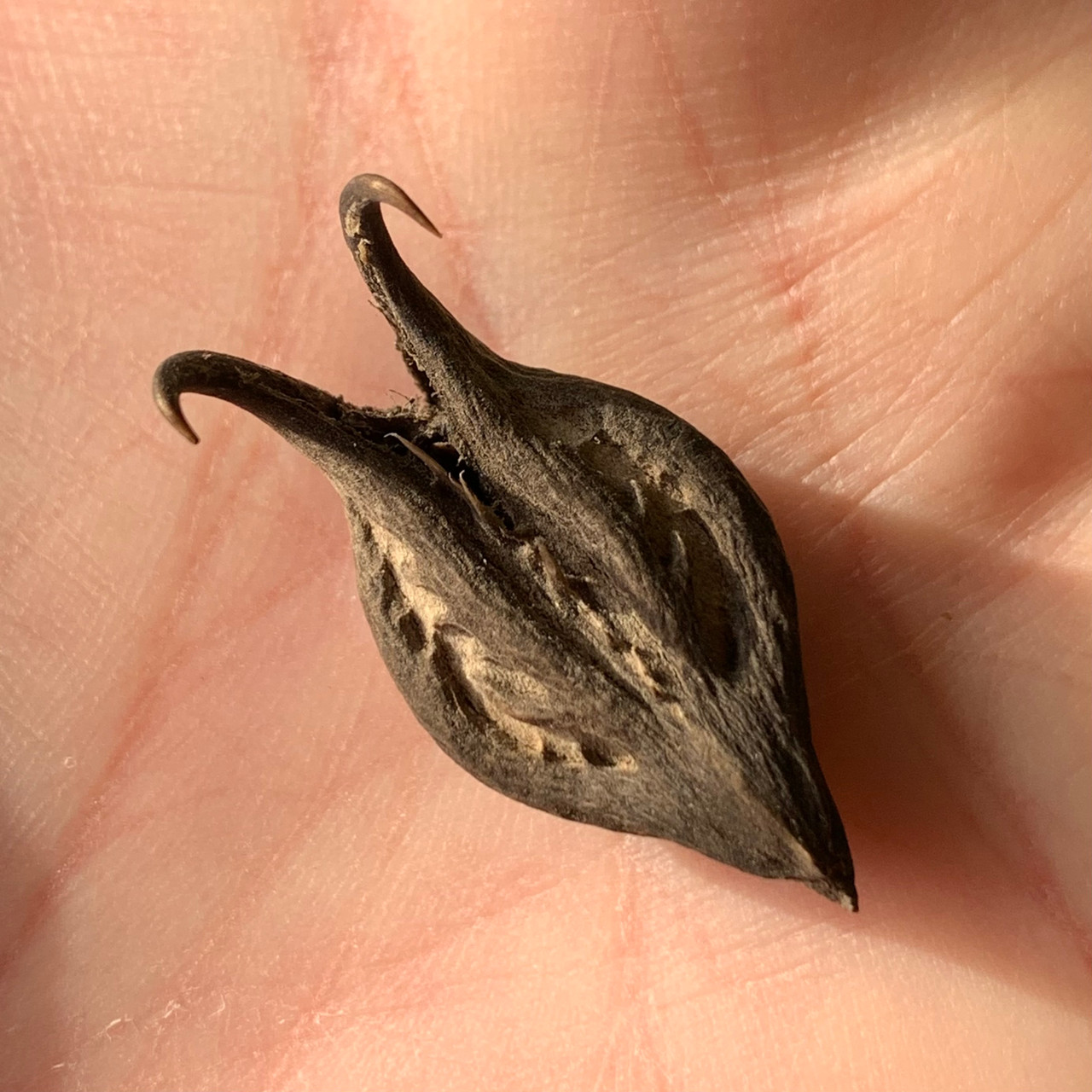 Bats Head Root