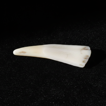 Water buffalo tooth on black velvet with dramatic side lighting