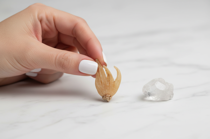 Lucky Hand Root held between fingers over white marble with a clear quartz crystal