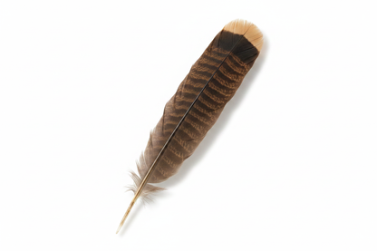 Bronze Turkey Tail Feather, Single