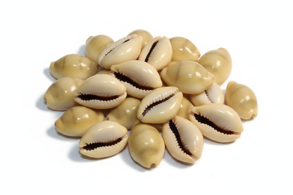 Cowrie Shells, Set of 18