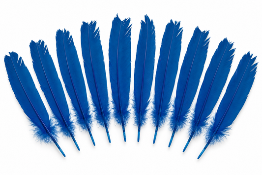 Ten blue feathers on white