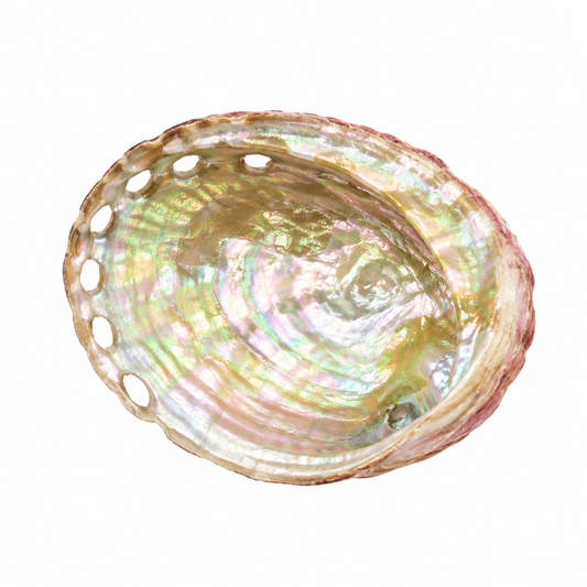 White-background abalone shell review draft